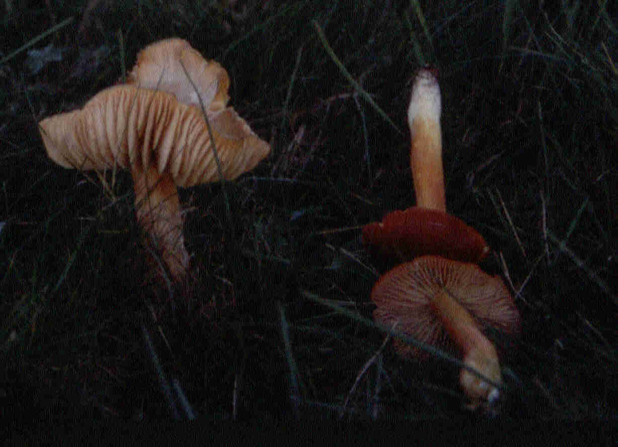 Größte Saftling