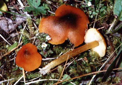 Kegeliger Saftling