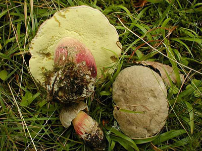 Schönfußröhrling