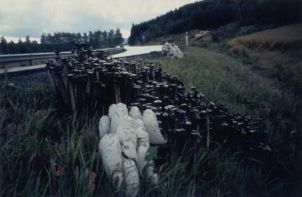 Schopftintling