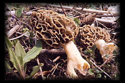 Speisemorchel