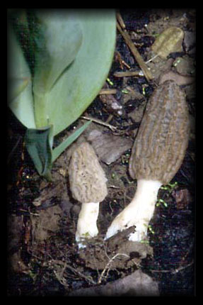 Spitzmorchel auf Rindenmulch (a)