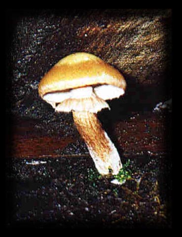 Stockschwämmchen