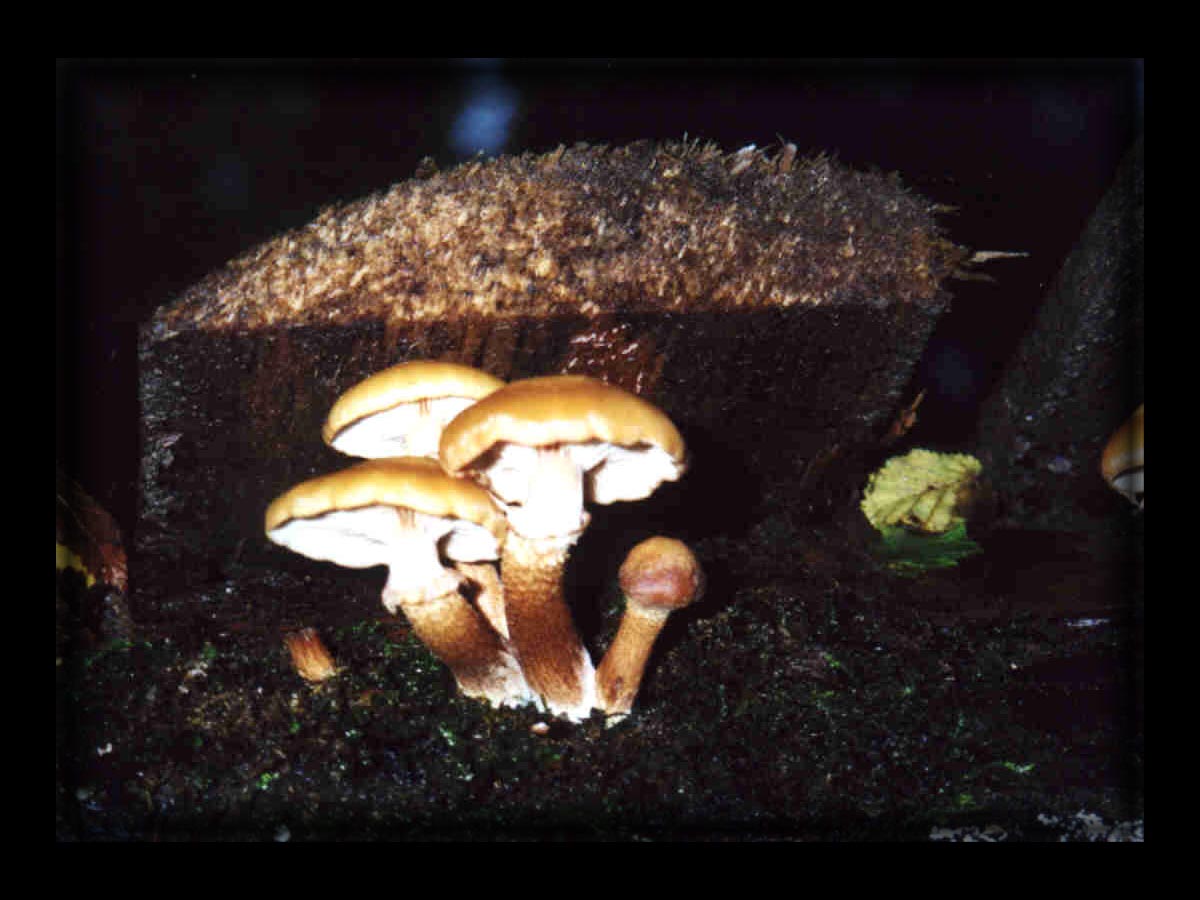 Stockschwämmchen